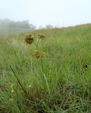 Periglossum angustifolium 